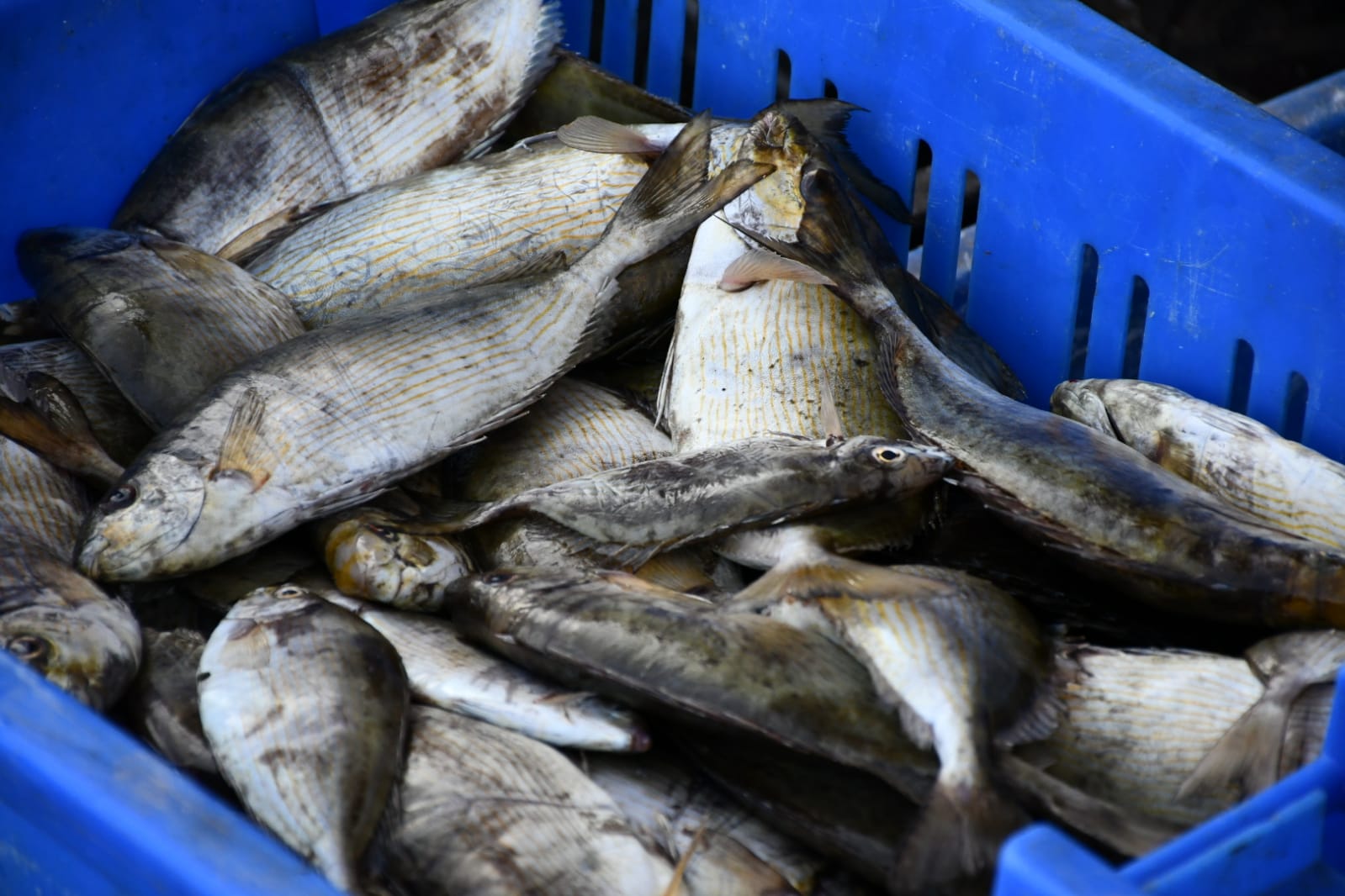 WhatsApp Image 2020-11-23 at 8.36.18 AM (1).jpeg.jpeg